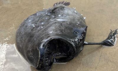 Deep Sea Anglerfish Near Surface Of Water