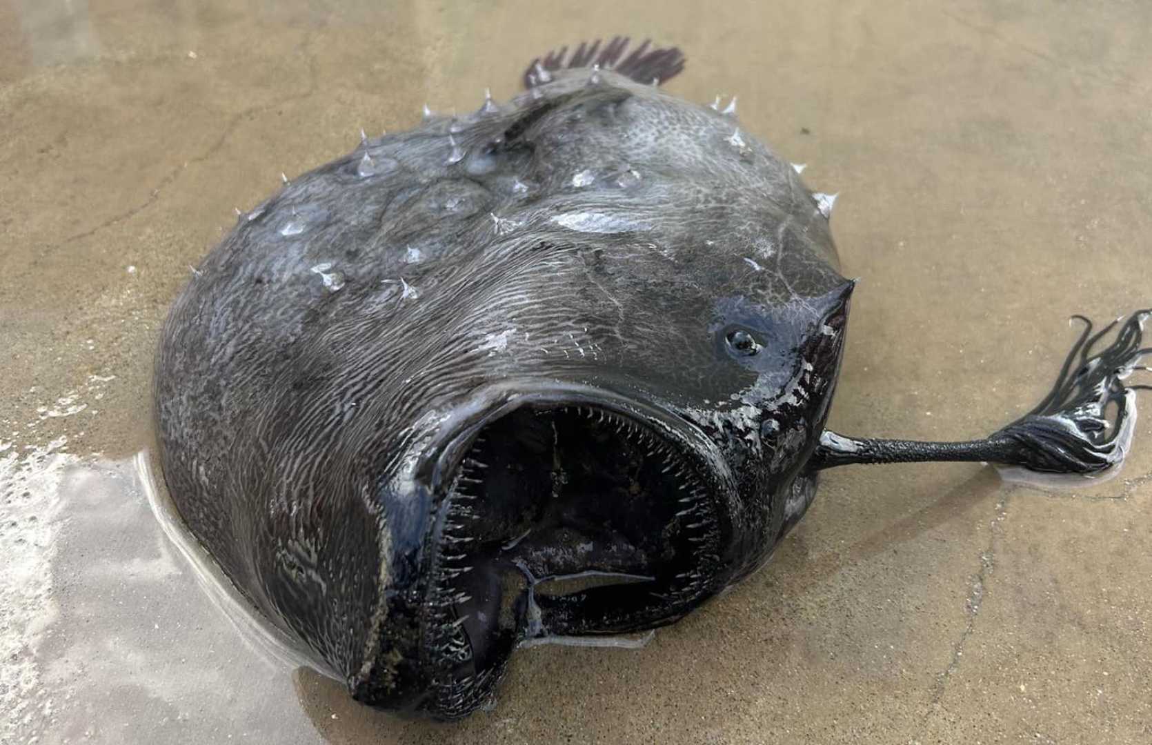 Deep Sea Anglerfish Near Surface Of Water