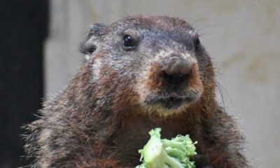 General Beauregard Lee Groundhog Day 2025