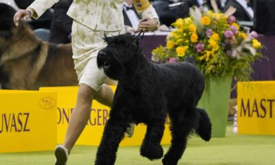 Giant Schnauzer Monty Westminster Dog Show 2025