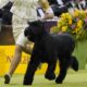 Giant Schnauzer Monty Westminster Dog Show 2025