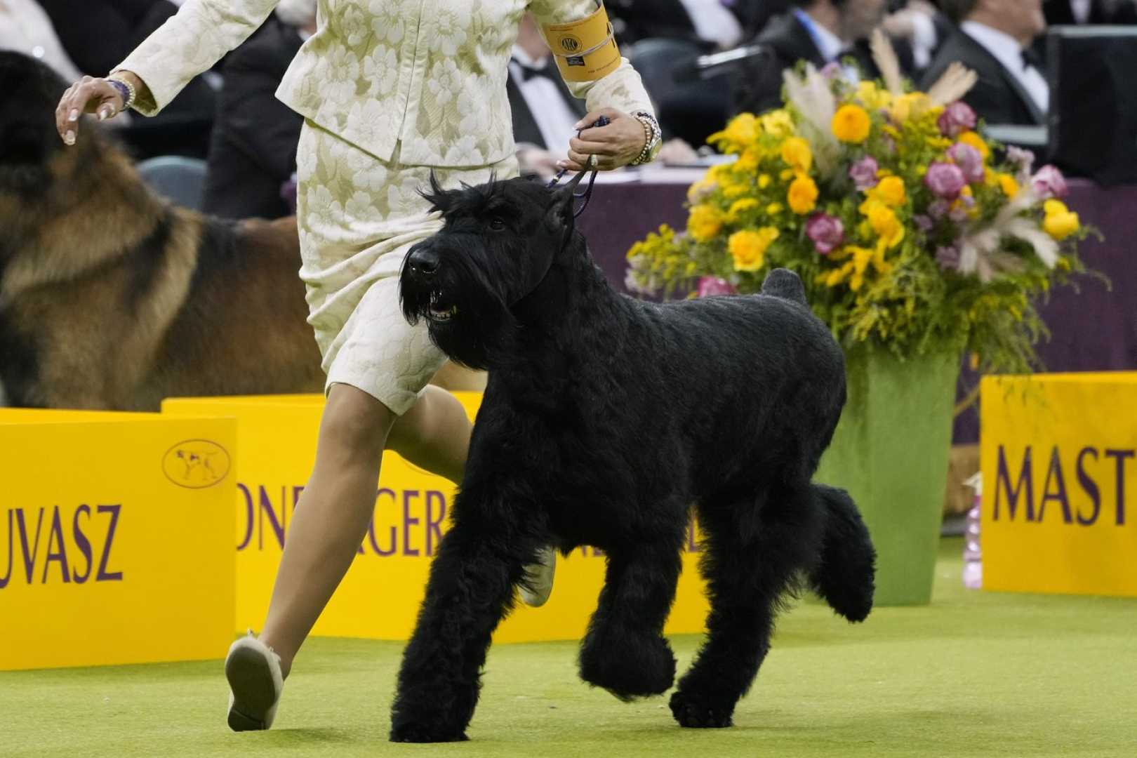 Giant Schnauzer Monty Westminster Dog Show 2025