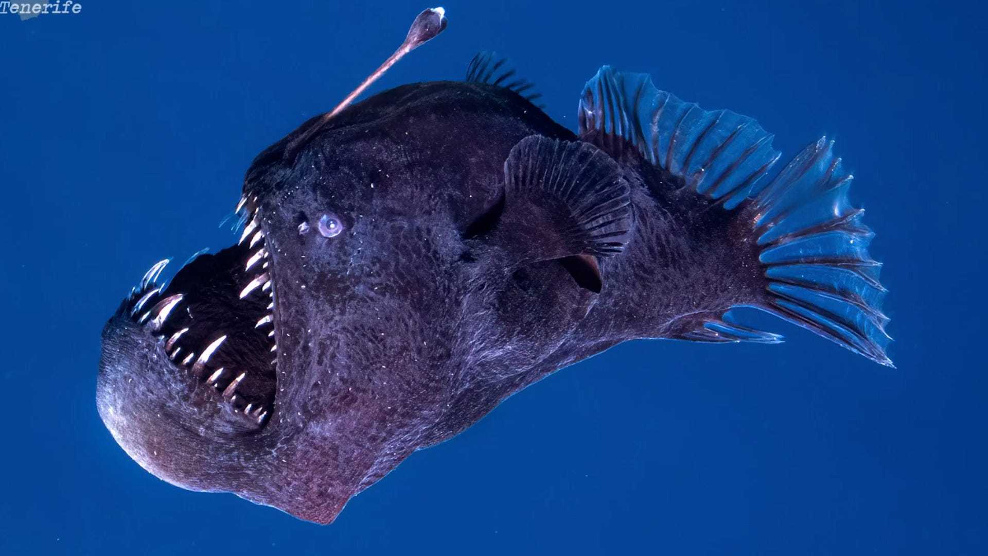 Humpback Anglerfish Daylight Sighting Tenerife