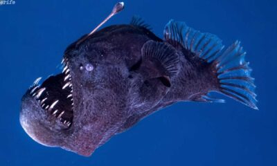 Humpback Anglerfish Daylight Tenerife