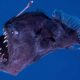 Humpback Anglerfish Daylight Tenerife