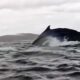 Humpback Whale Kayaker Mouth Chile Patagonia