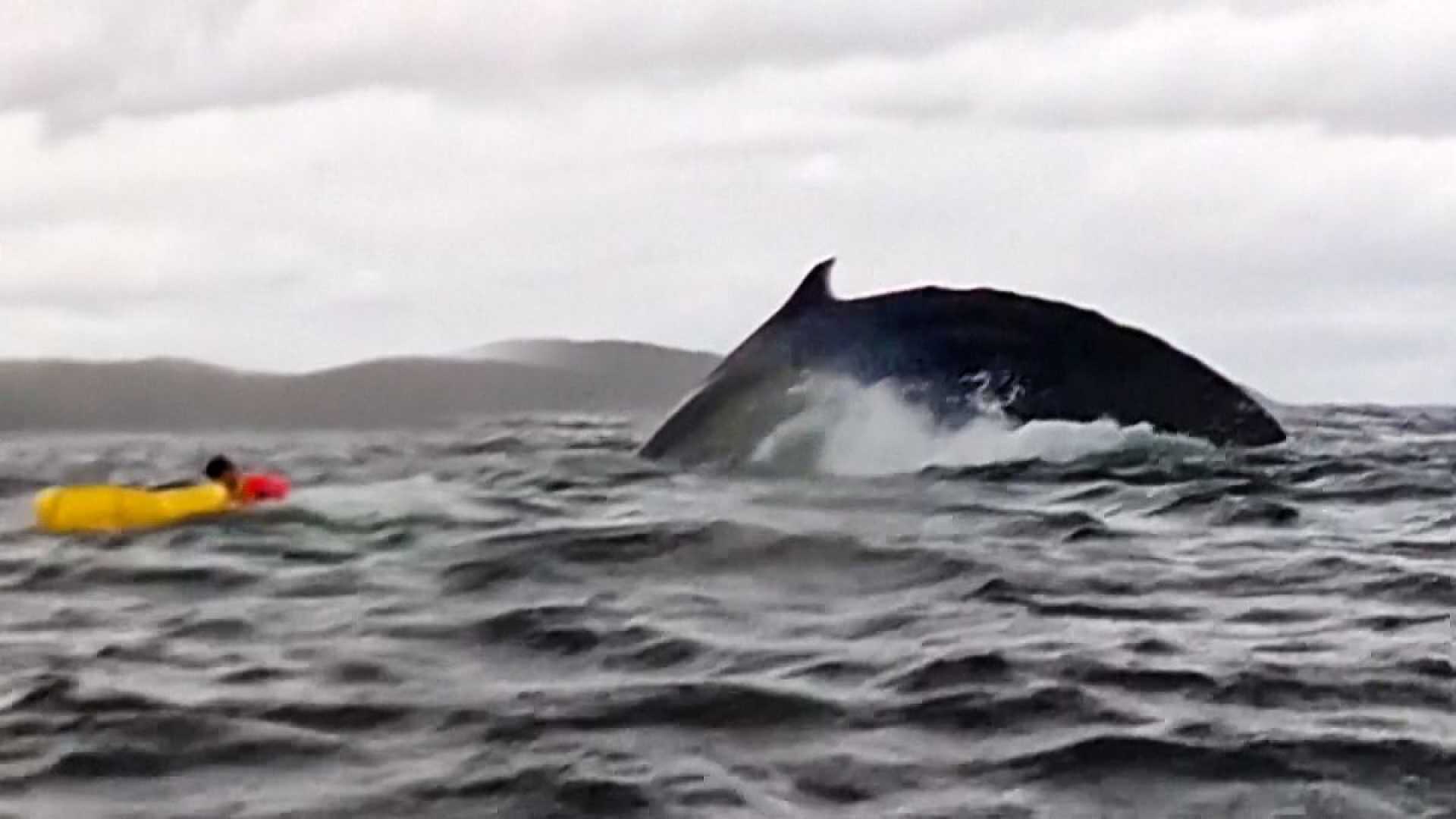 Humpback Whale Kayaker Mouth Chile Patagonia