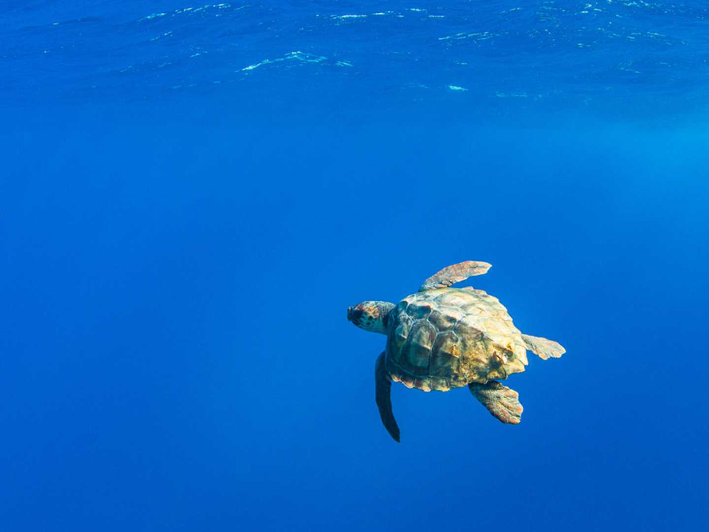 Loggerhead Sea Turtles Swimming In The Ocean