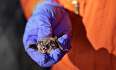 New Coronavirus Bat Transmission Study