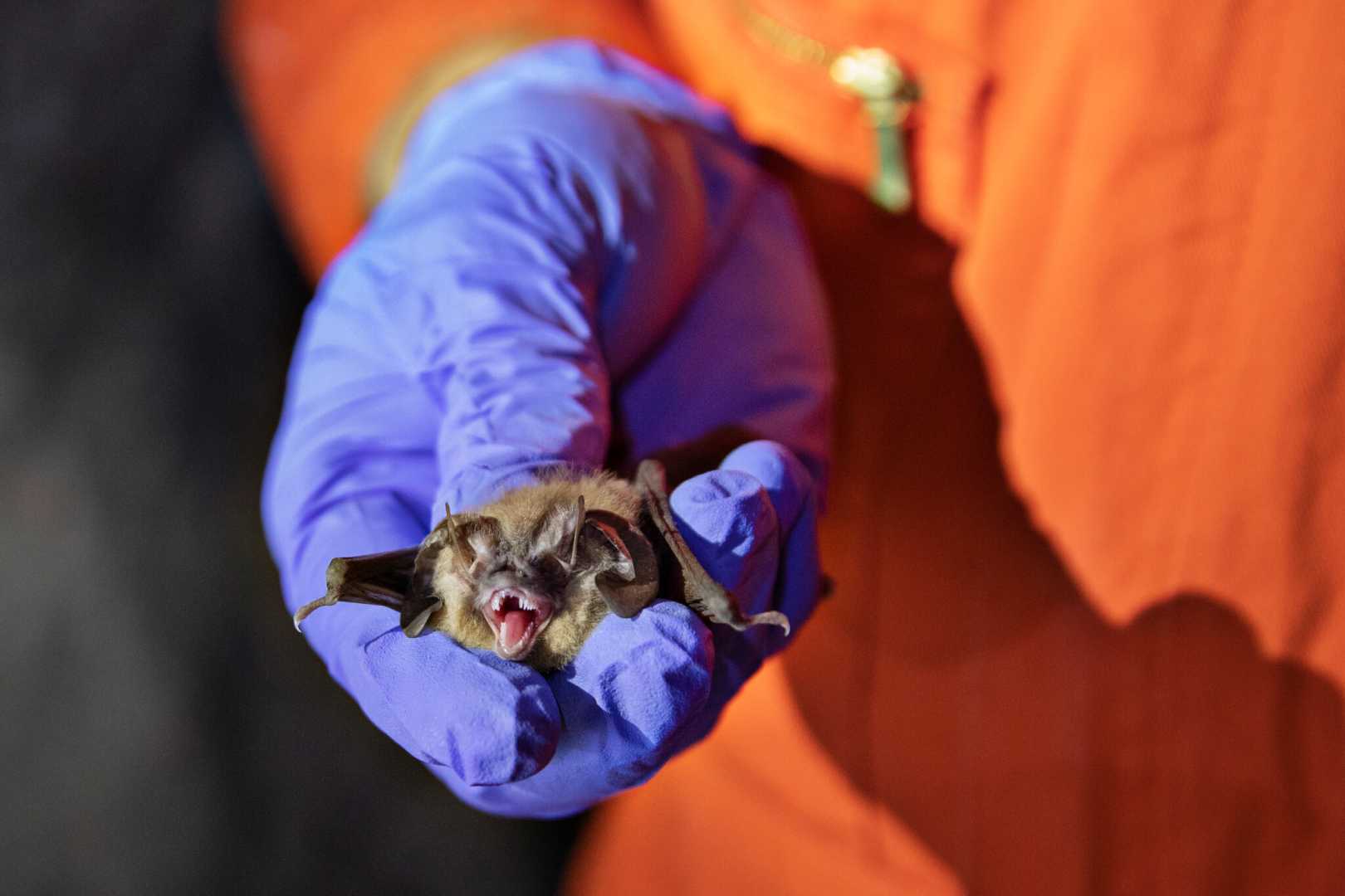 New Coronavirus Bat Transmission Study