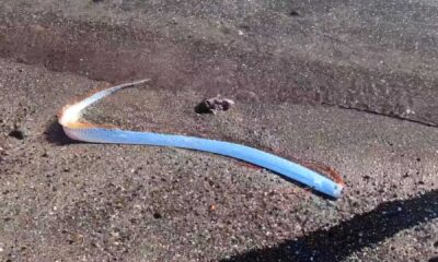 Oarfish Spotted Beach Mexico