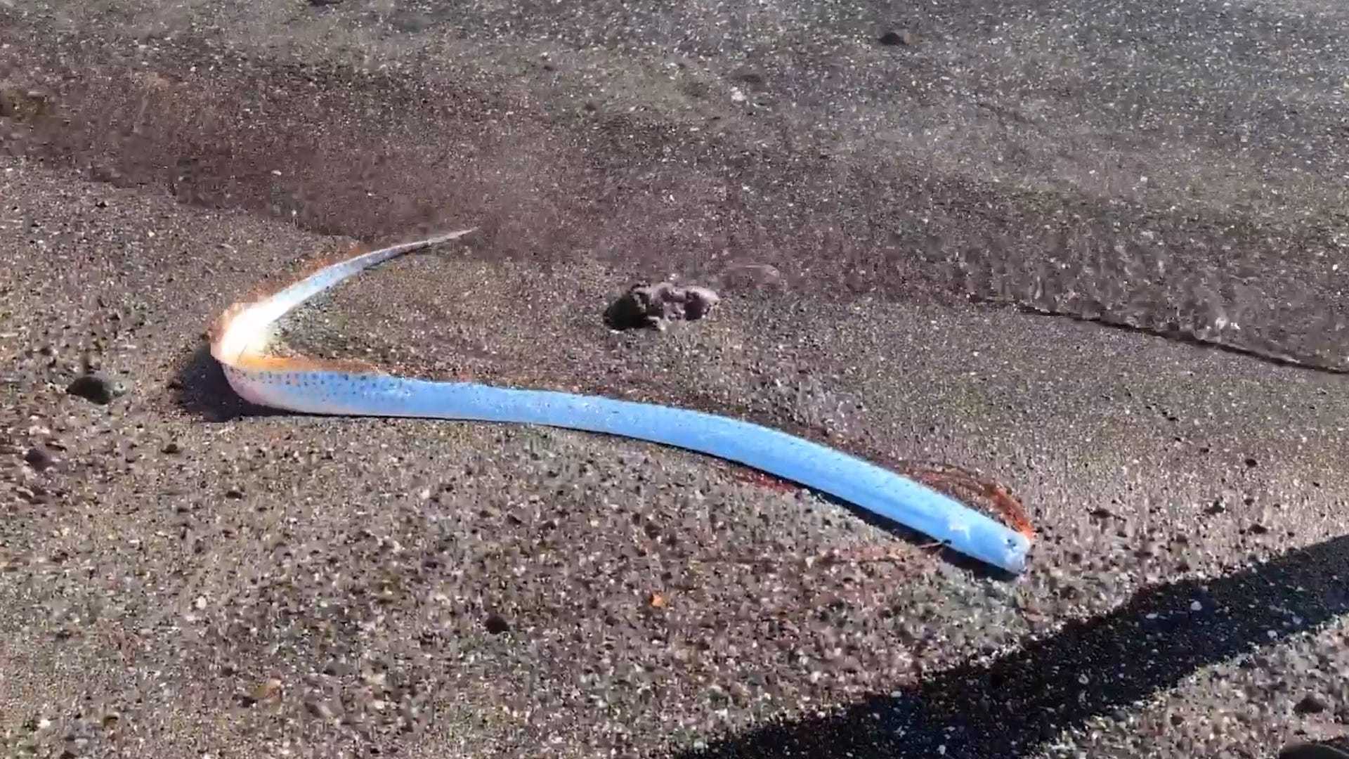 Oarfish Spotted Beach Mexico