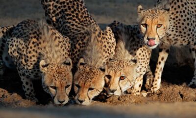 South Africa Landscape With Wild Animals