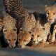 South Africa Landscape With Wild Animals