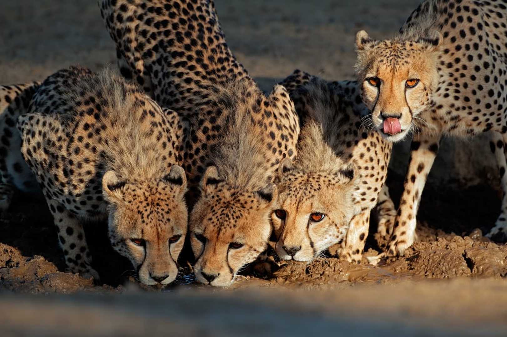 South Africa Landscape With Wild Animals