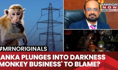 Sri Lanka Power Grid Blackout Monkey Incident