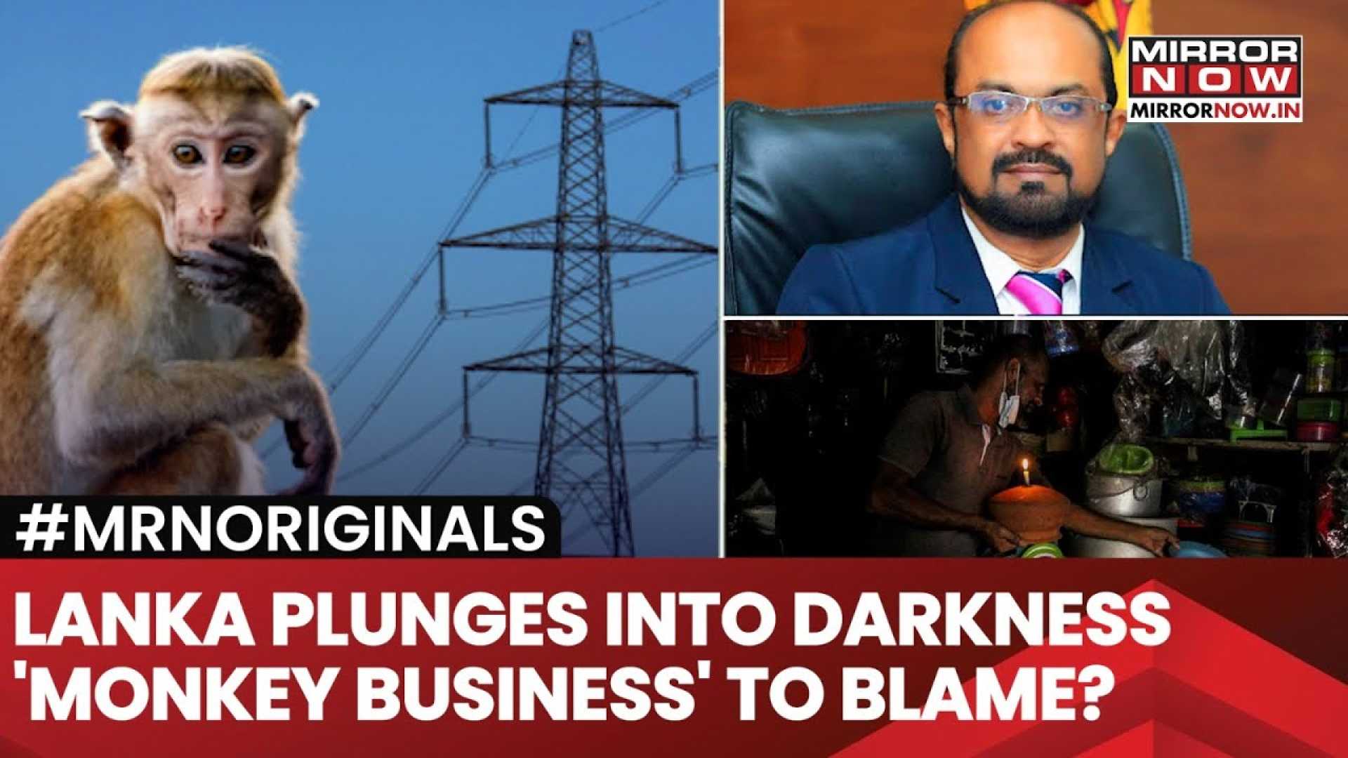 Sri Lanka Power Grid Blackout Monkey Incident