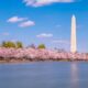 Washington D.c. Cherry Blossoms Tidal Basin