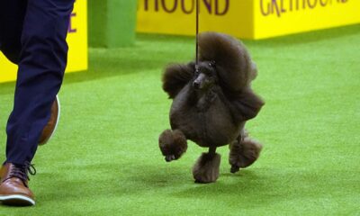 Westminster Kennel Club Dog Show 2024