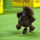 Westminster Kennel Club Dog Show 2024