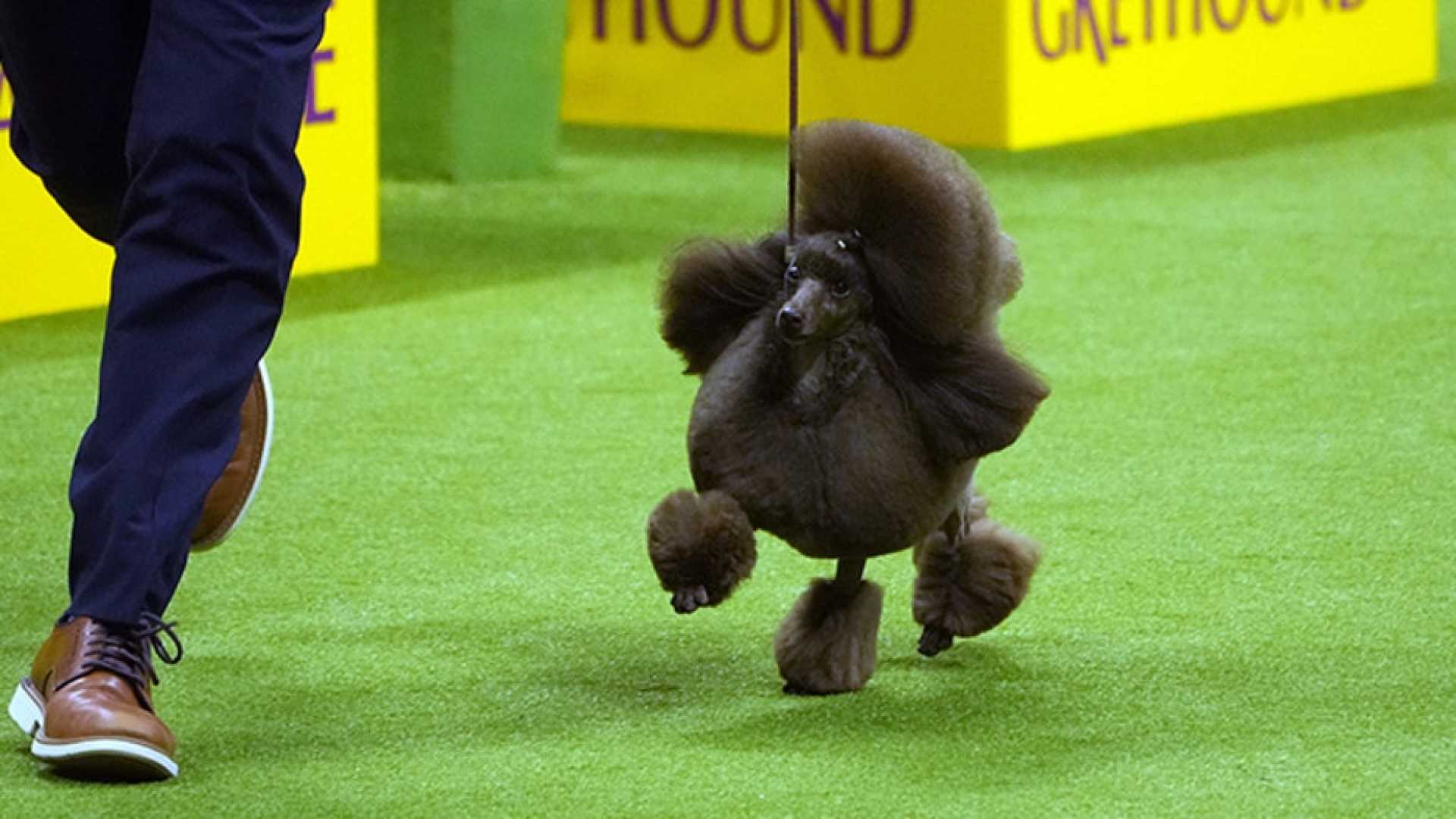 Westminster Kennel Club Dog Show 2024