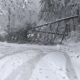 Winter Storm Virginia Power Outages Downed Trees