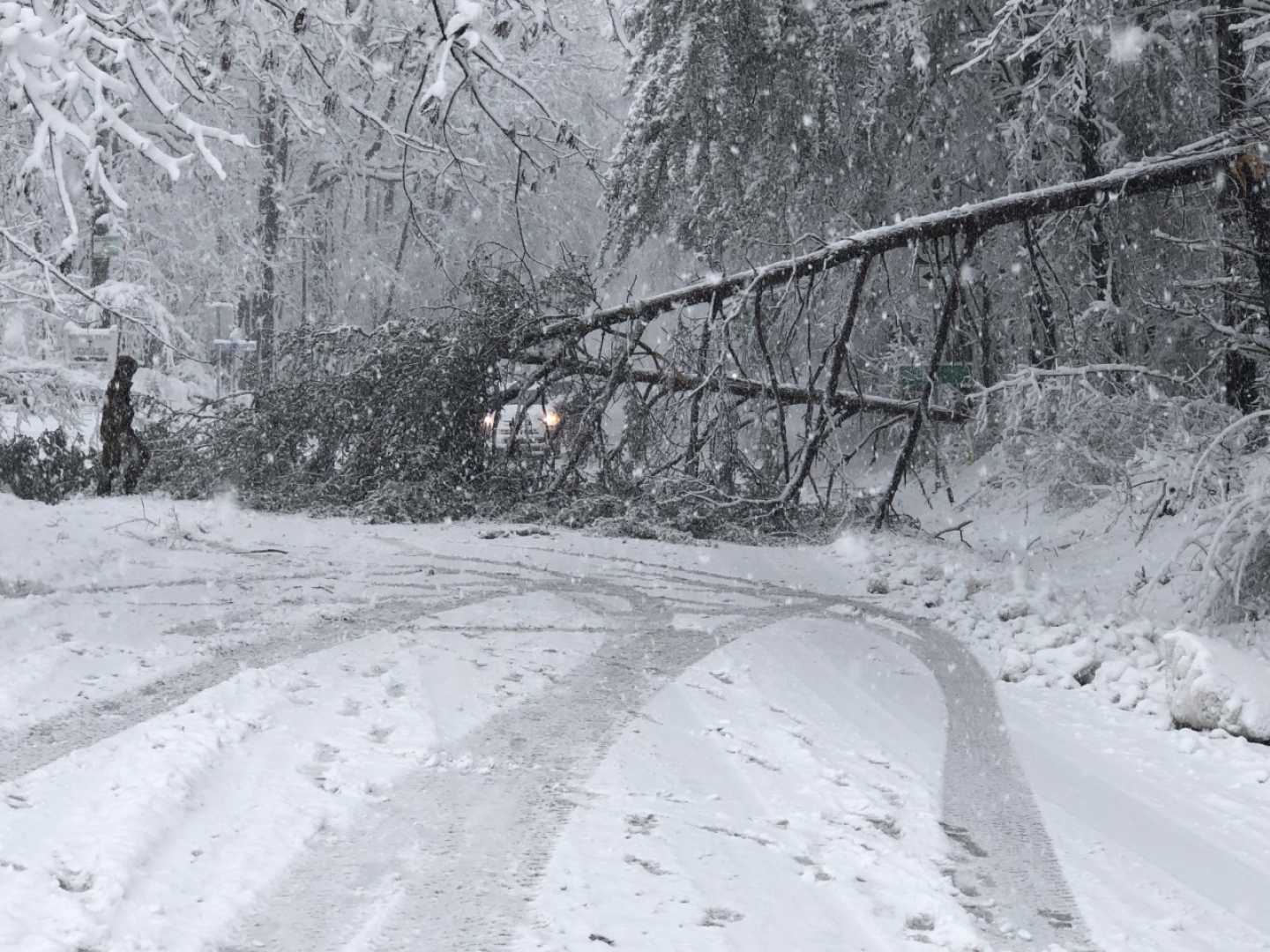 Winter Storm Virginia Power Outages Downed Trees