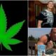 Wwe Wrestlers Smoking Marijuana