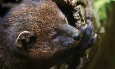 Yosemite National Park Pacific Fisher Conservation