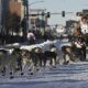 2025 Iditarod Trail Sled Dog Race Start Anchorage Alaska