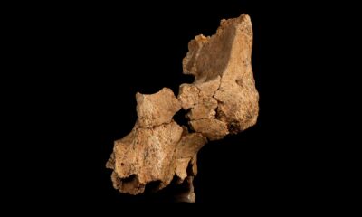 Ancient Hominin Fossil Face Sima Del Elefante