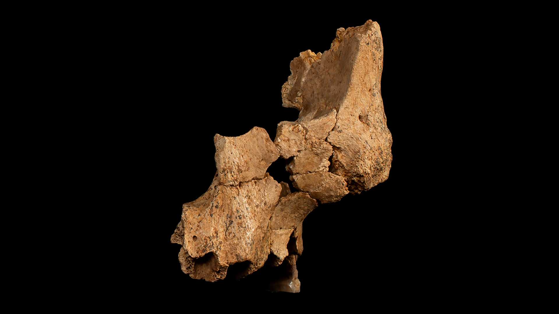 Ancient Hominin Fossil Face Sima Del Elefante