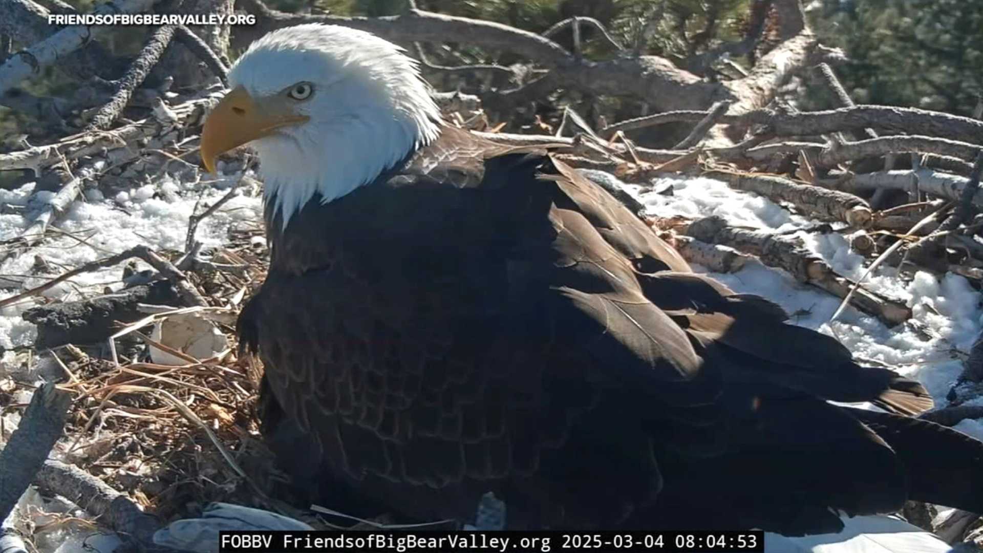 Bald Eagle Nest San Bernardino Mountains