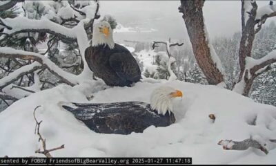 Big Bear Bald Eagle Family In Snow