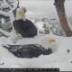 Big Bear Bald Eagle Family In Snow