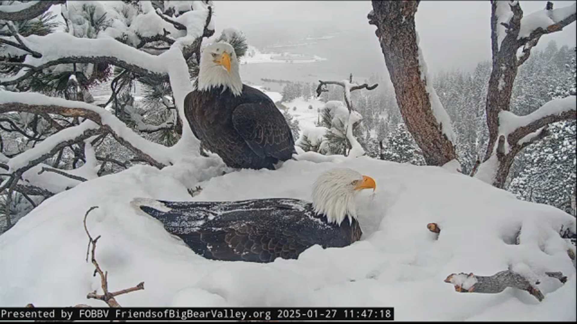 Big Bear Bald Eagle Family In Snow