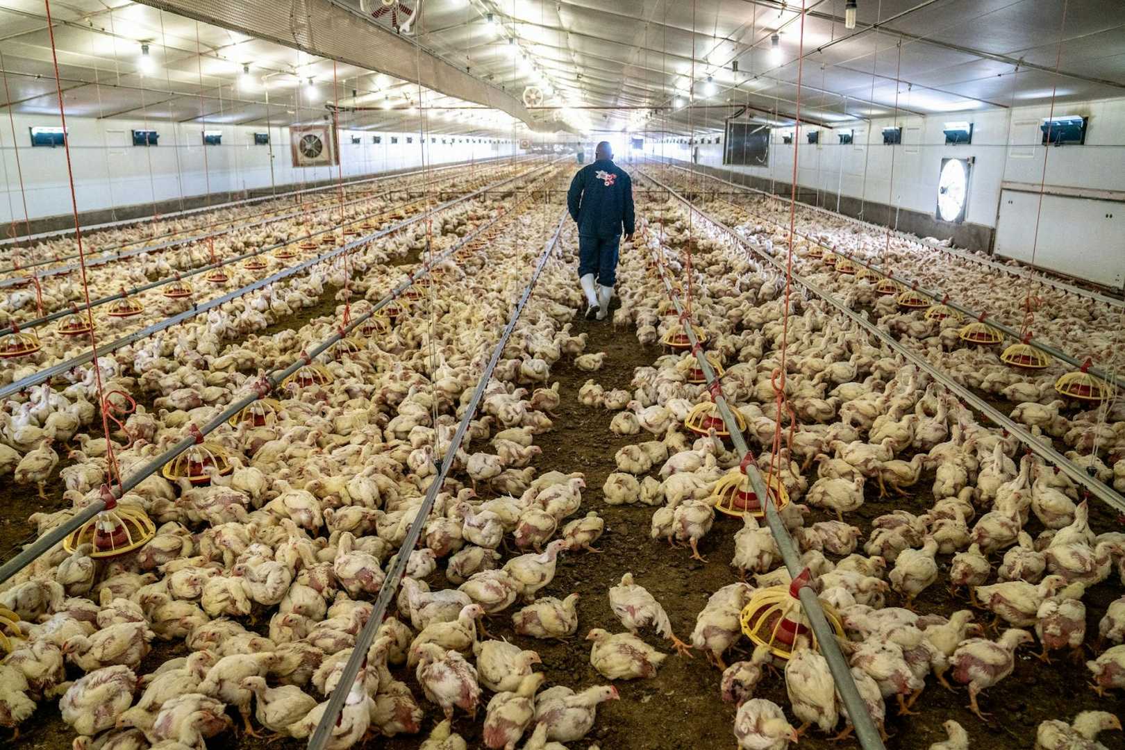 Bird Flu Poultry Farm