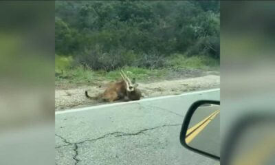 California Mountain Lion Attacks Livestock