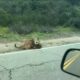 California Mountain Lion Attacks Livestock