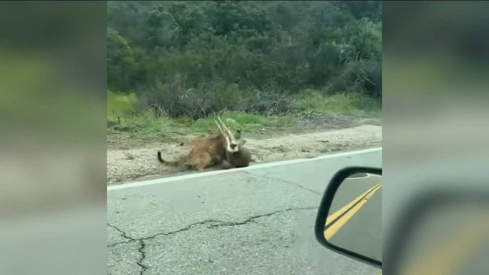 California Mountain Lion Attacks Livestock