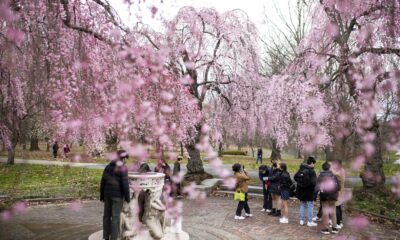 Cherry Blossoms Blooming In Washington D.c. And Philadelphia