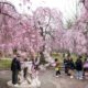 Cherry Blossoms Blooming In Washington D.c. And Philadelphia