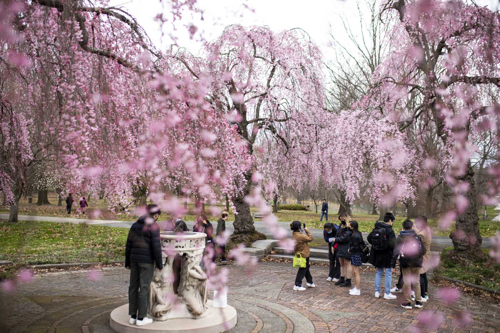 Cherry Blossoms Blooming In Washington D.c. And Philadelphia