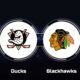 Chicago Blackhawks Vs Anaheim Ducks Nhl Game March 2025