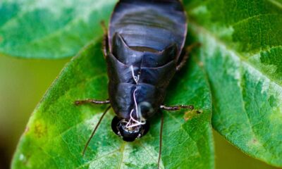 Cockroach Milk Pacific Beetle Cockroach