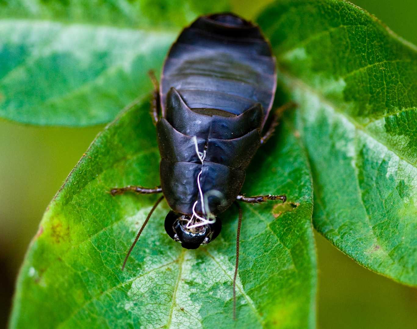 Cockroach Milk Pacific Beetle Cockroach