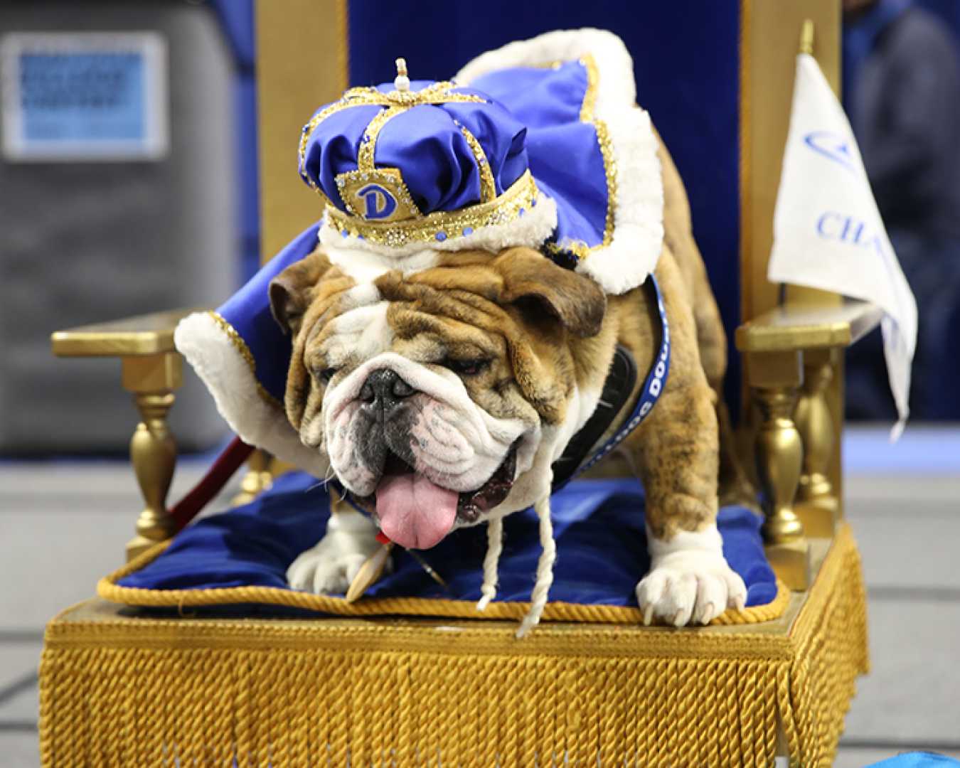 Drake University Griff Ii Mascot