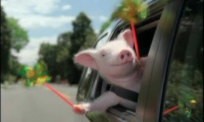 Geico Maxwell The Pig March Madness Ad