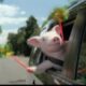 Geico Maxwell The Pig March Madness Ad