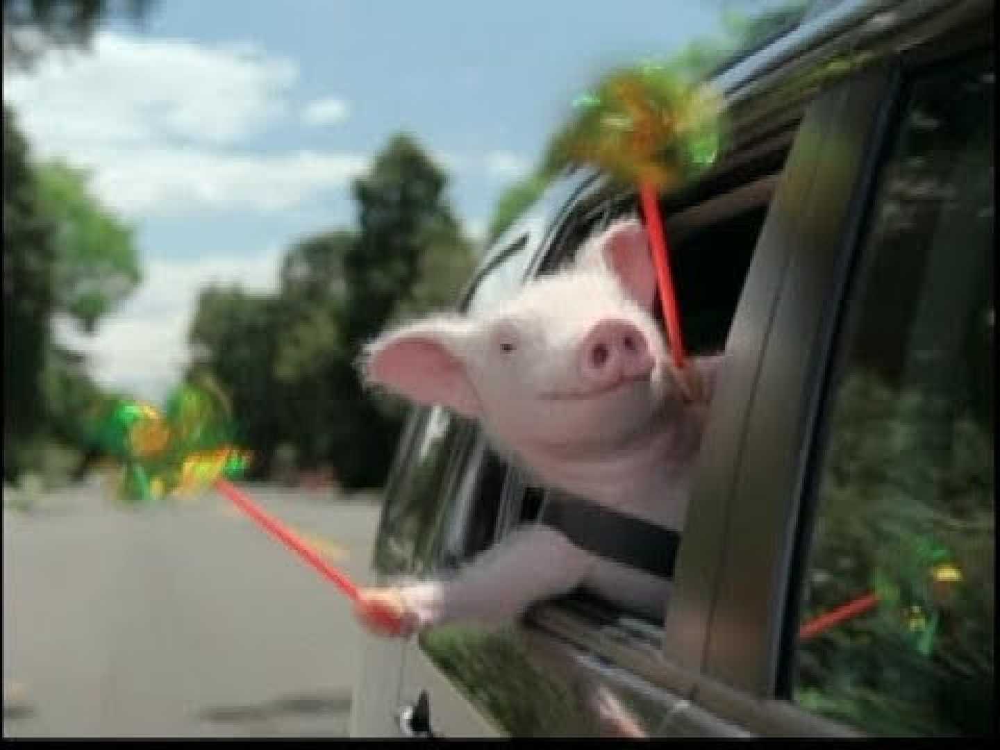 Geico Maxwell The Pig March Madness Ad